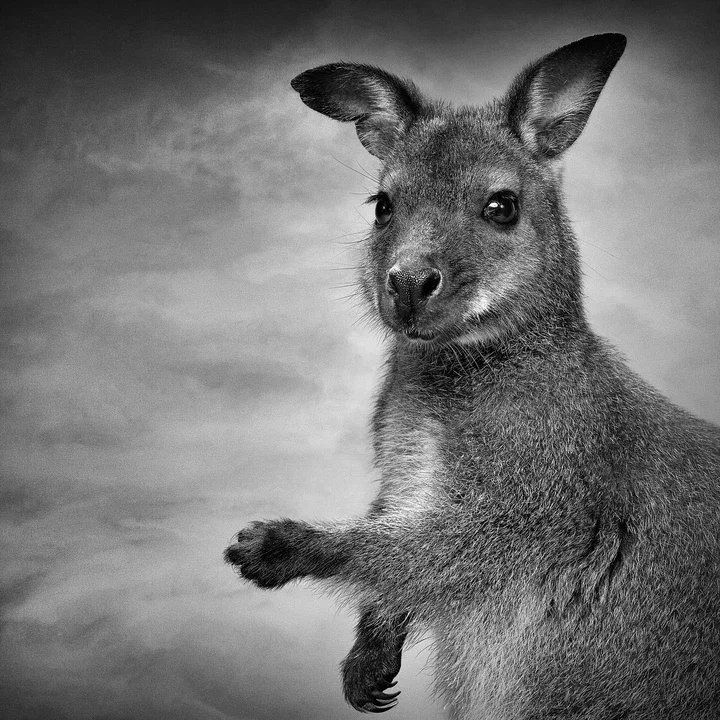   Ruby by Alexander Von Reiswitz