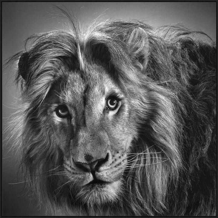   Massai by Alexander Von Reiswitz