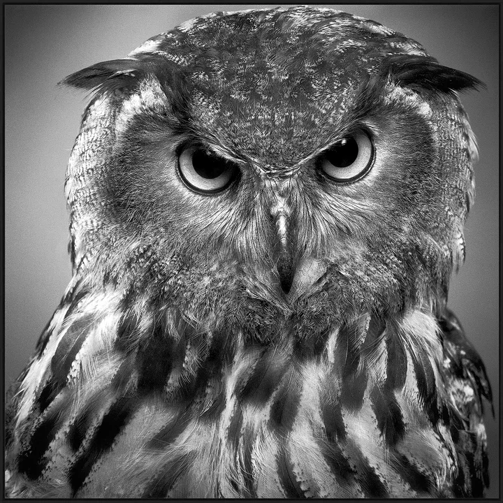   Theo by Alexander Von Reiswitz