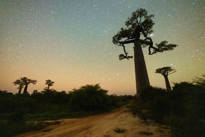   Midnight at the Avenue of Baobabs by Babak Tafreshi