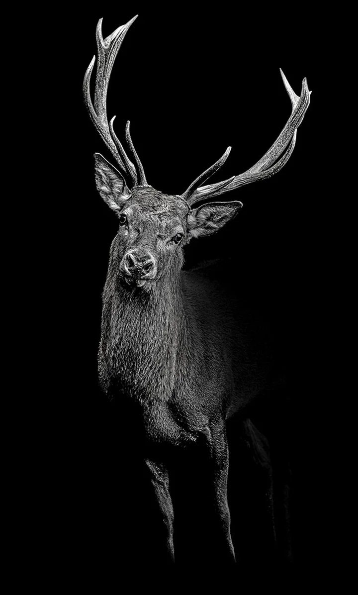   Waldkönig II by Claudio Gotsch