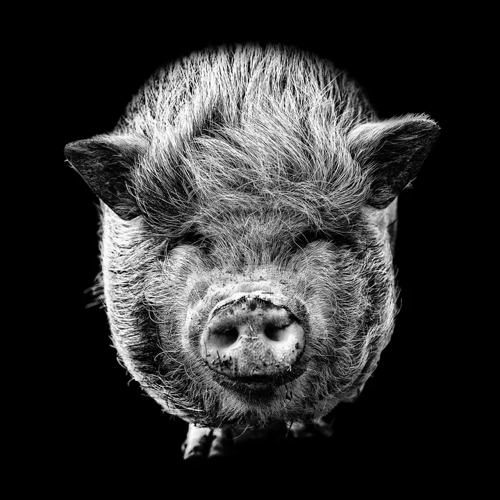   Sophie by Claudio Gotsch