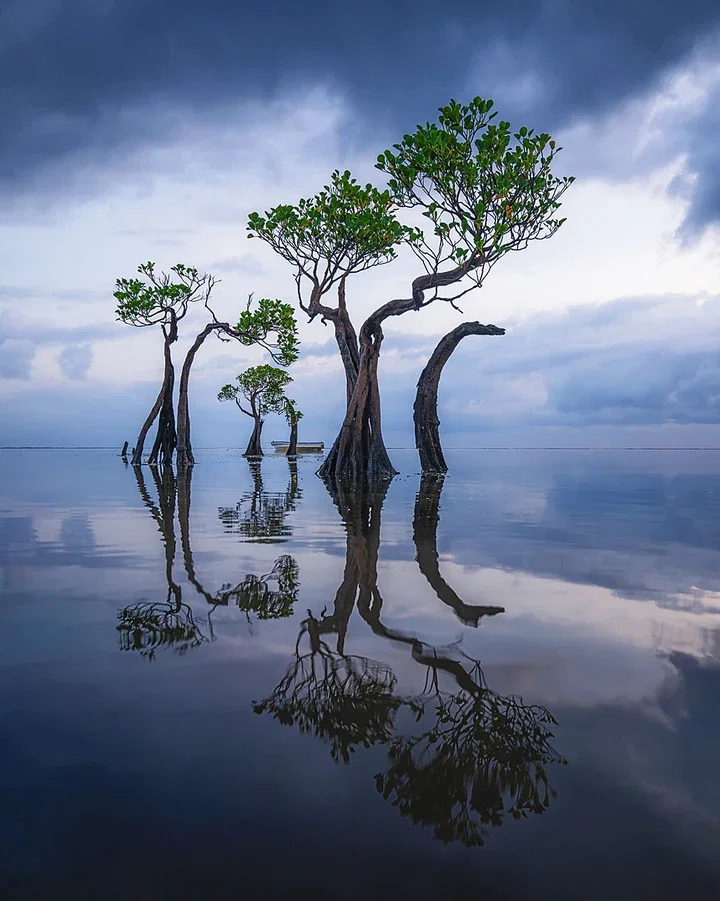   Dancing Sumba Trees by Daniel Kordan