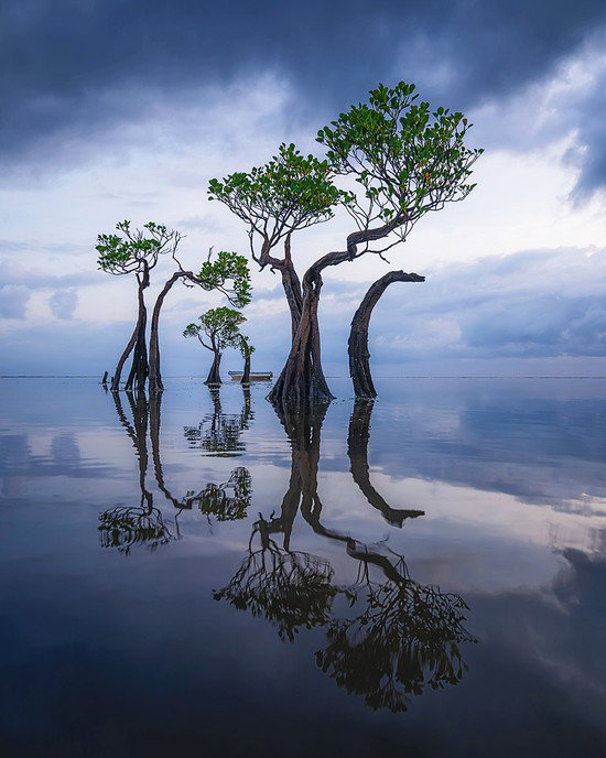 Dancing Sumba Trees