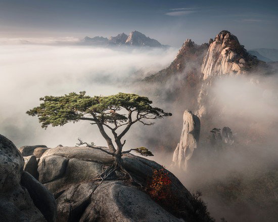 South Korean Pine