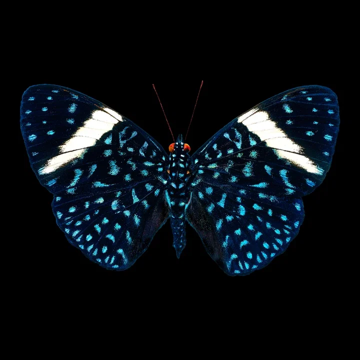   Butterfly XV by Heiko Hellwig