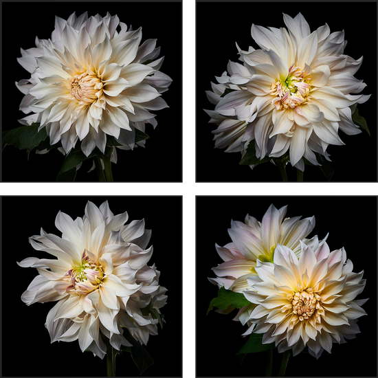 ＊Dahlia＊ページ Dahlia SZN BABBYYYYYYY