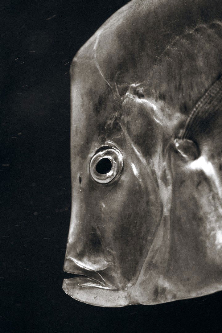 Henry Horenstein Fine Art Prints and Photography | LUMAS