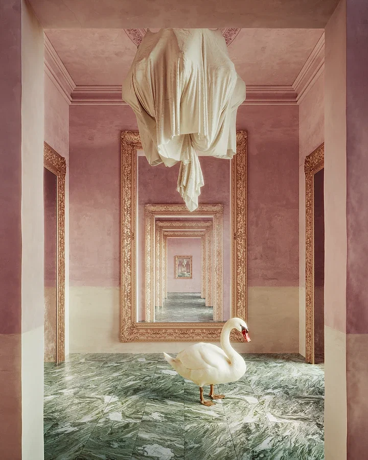   Swan II by Massimo Colonna
