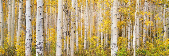 Steven Friedman